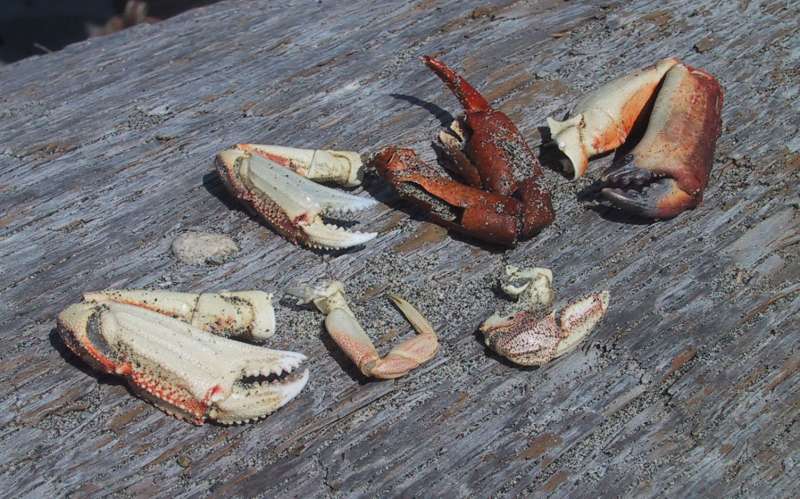 img_3624-crab_parts